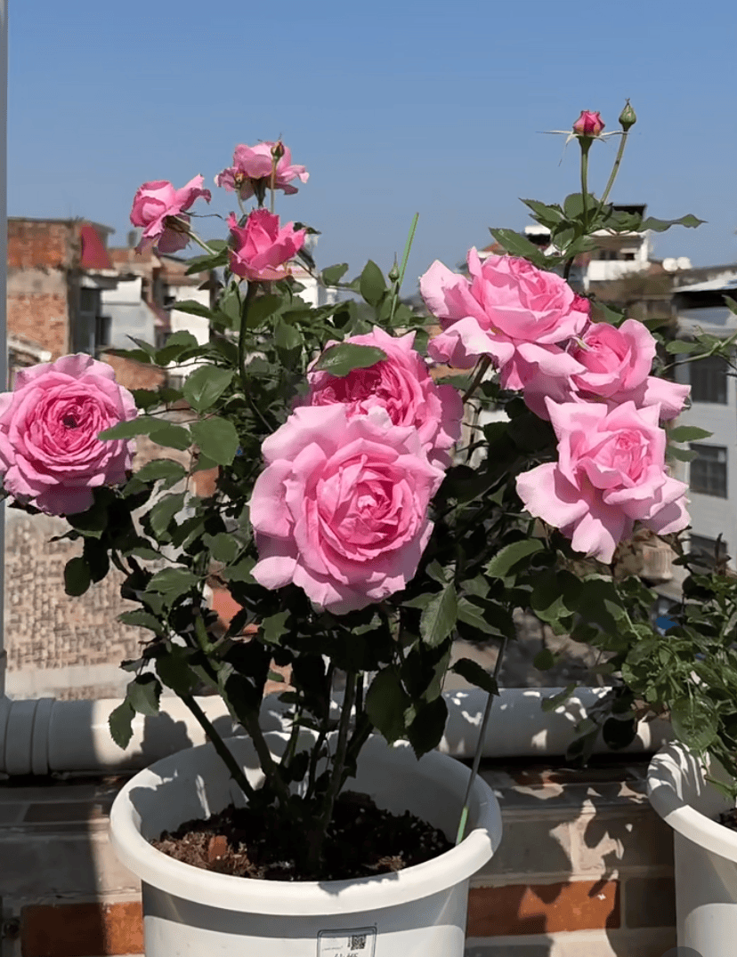 原创国产月季的巅峰颜值超高不输欧月广受花友好评