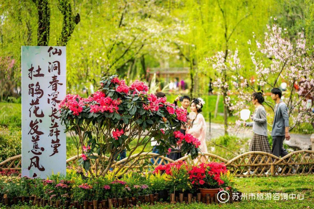 杜鹃_花卉_盆景