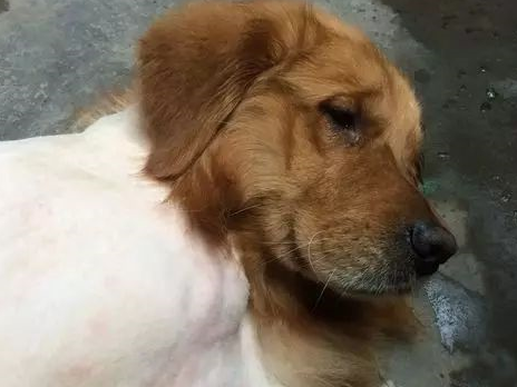 原创金毛大冬天剃成秃子主人被路人指责无奈道出真相