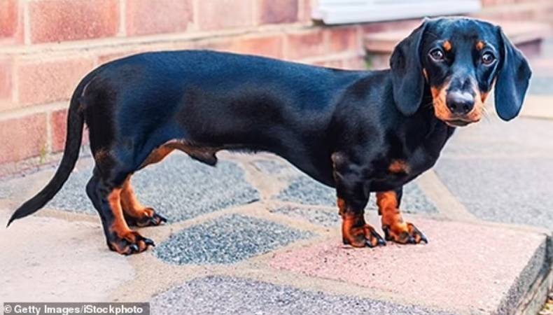 腊肠犬丹·奥尼尔博士认为,现代宠物狗过度肥胖是最大的问题之一,大