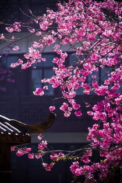 原创春风含笑柳如烟正是人间三月天十首三月诗词醉在诗意春天里