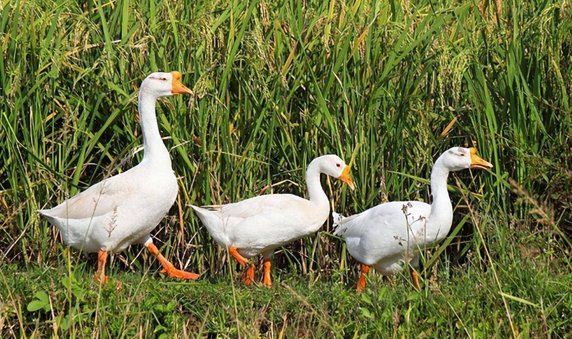 原创鹅下蛋不如鸡长肉不如鸭为何从古到今中国农民都喜欢养鹅