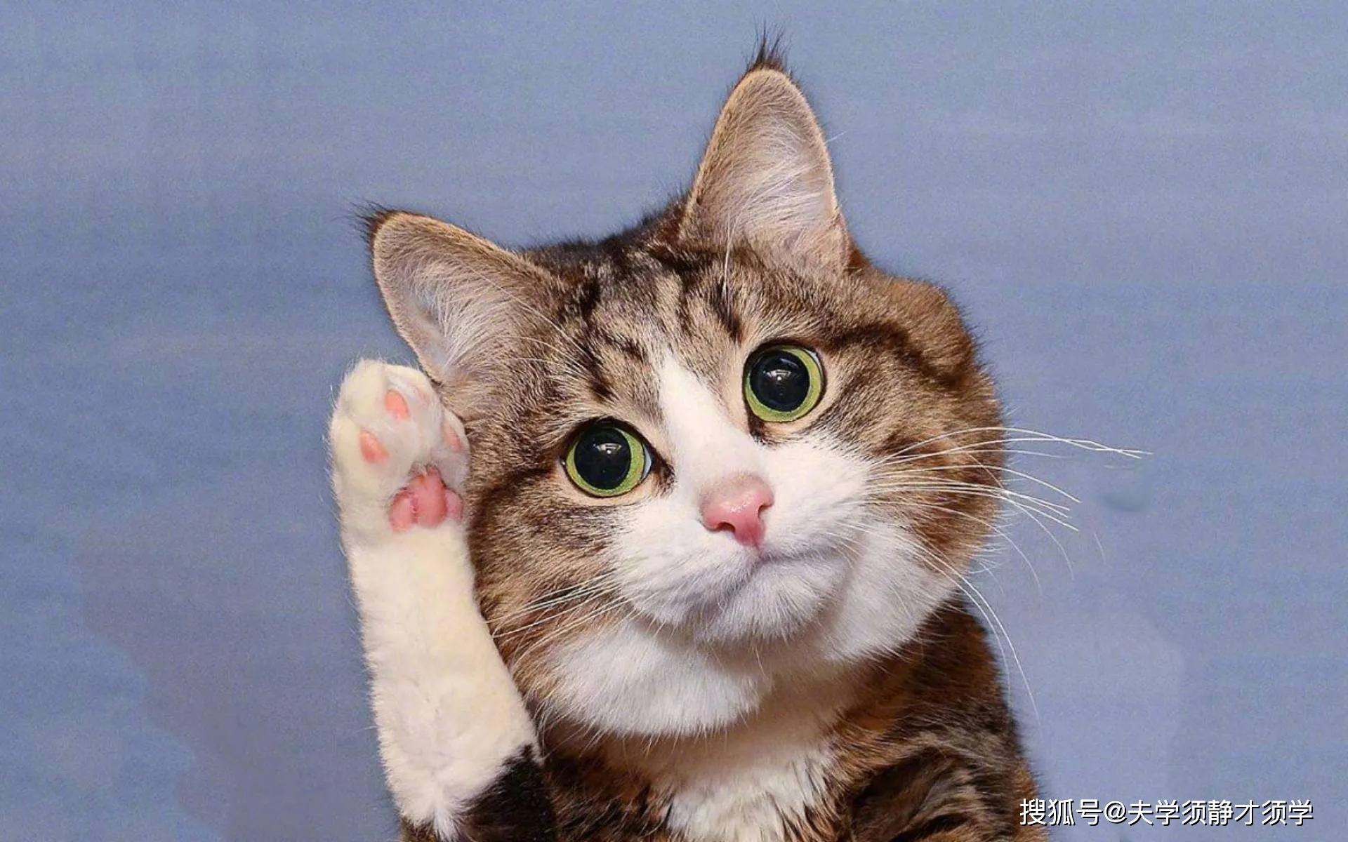 原创内涵段子闺蜜喊道赶快喝酒吧今晚不醉不归