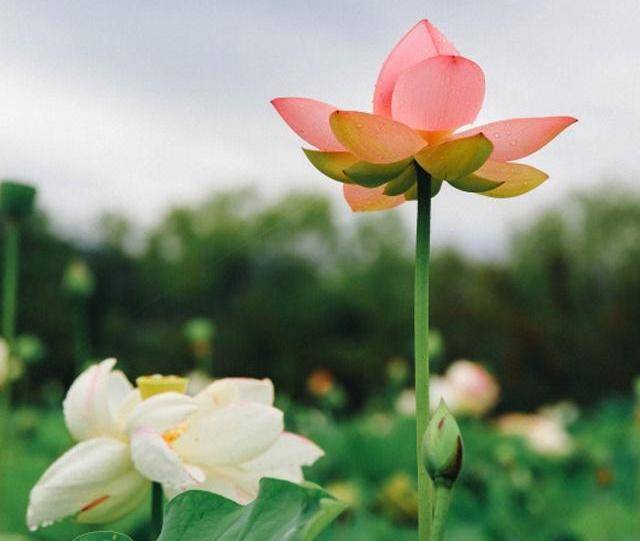 原创杨万里的2首荷花诗我们小时候都读过如今再读依然心生欢喜