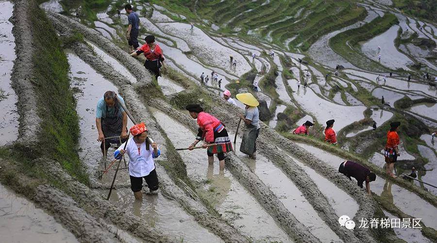 每一个在梯田里劳作的村民,都成为梯田大型立体五线谱上一个跳动音符