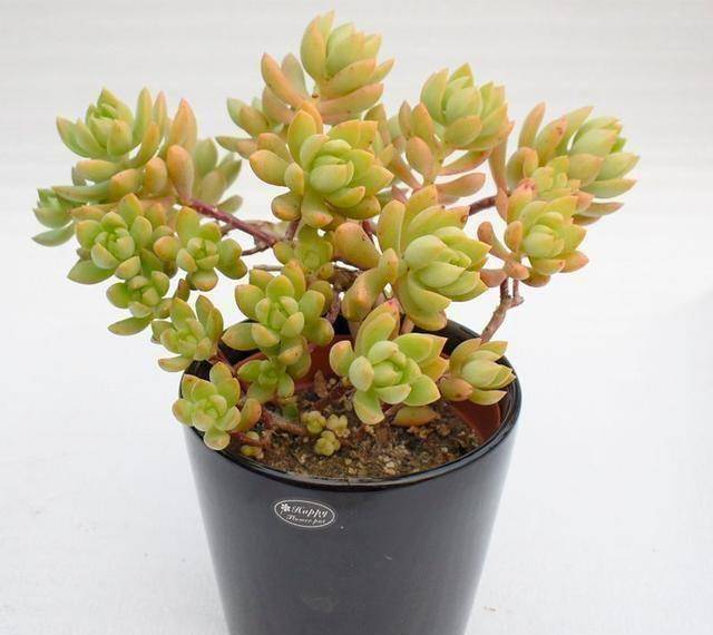 原创春季黄丽好像宝石花一样美却被花友嫌弃为啥容姐喜欢养