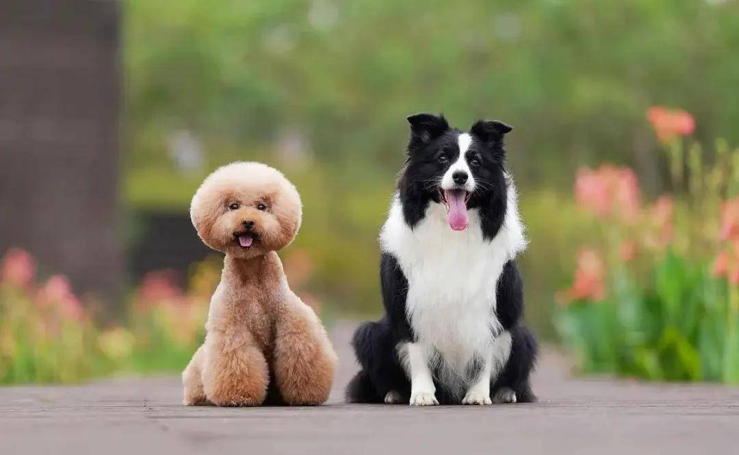 泰迪犬智商是狗界的爱因斯坦智力排行第二名为什么是宠物界的超级明星