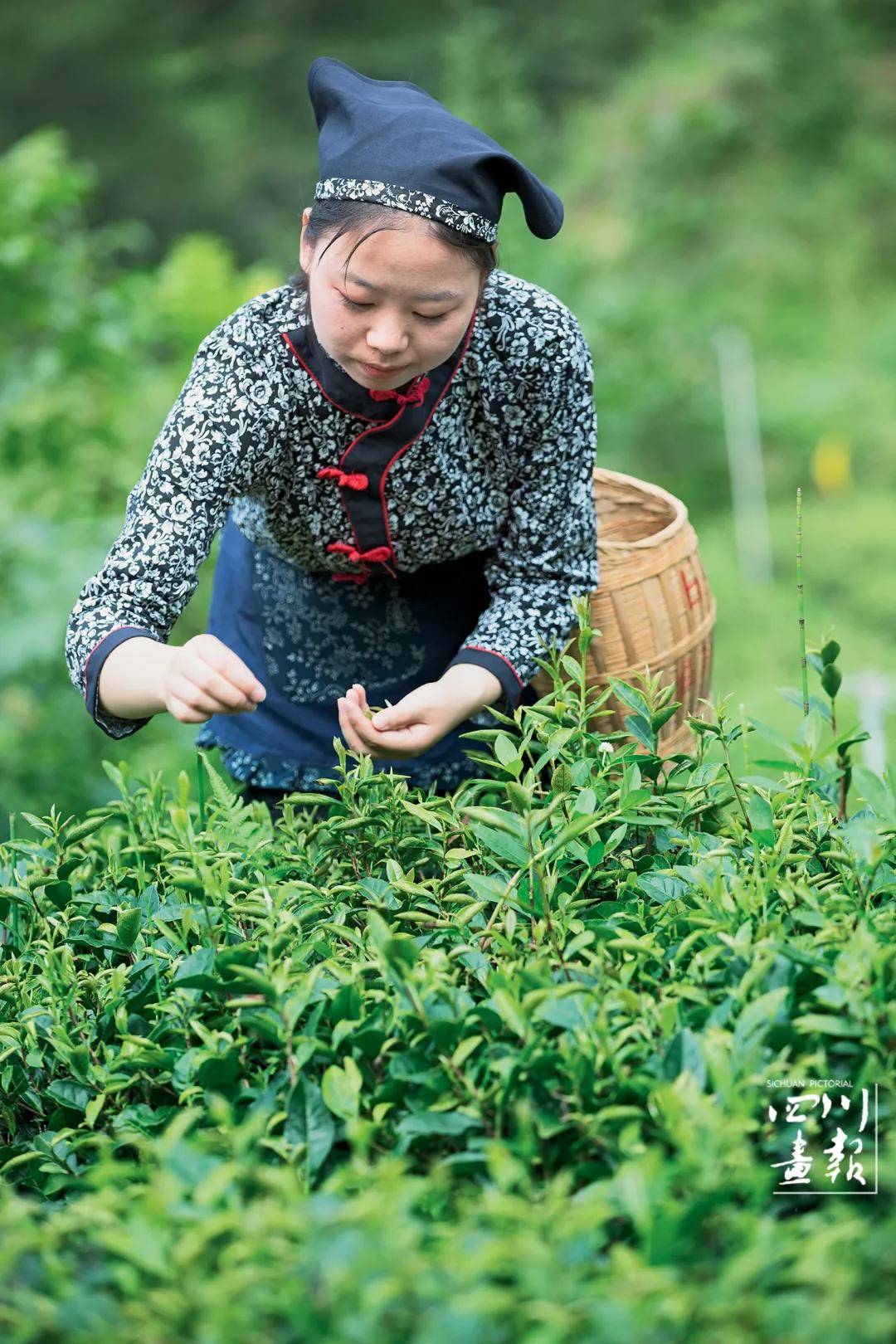 画卷天府百花迎春荣县三月里的诗行