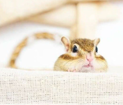 你们要的呆萌花栗鼠来啦,除了吃就是偷窥,鬼灵精的模样令人笑喷