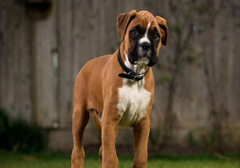 原创拳师犬身体比较高贵饲养时一定要注意喂养方法