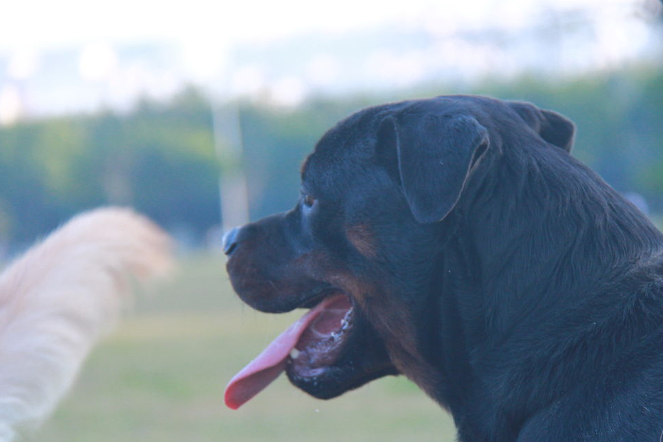 这种犬就是罗威纳犬,它的身体强壮,动作迅猛,气势强悍,是世界上最具有