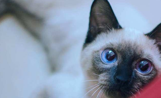 ②暹罗猫伯曼猫被称为缅甸圣猫,长久以来被人类精心喂养着,逐渐养成