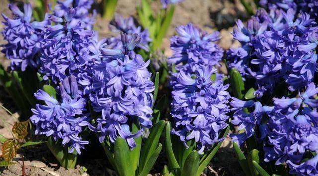 冬季风信子如何养殖,才能苗壮开花鲜艳_花盆_栽培_温度