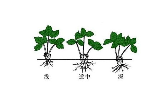 在家也能种草莓学会这几点果子多的让你摘到手软