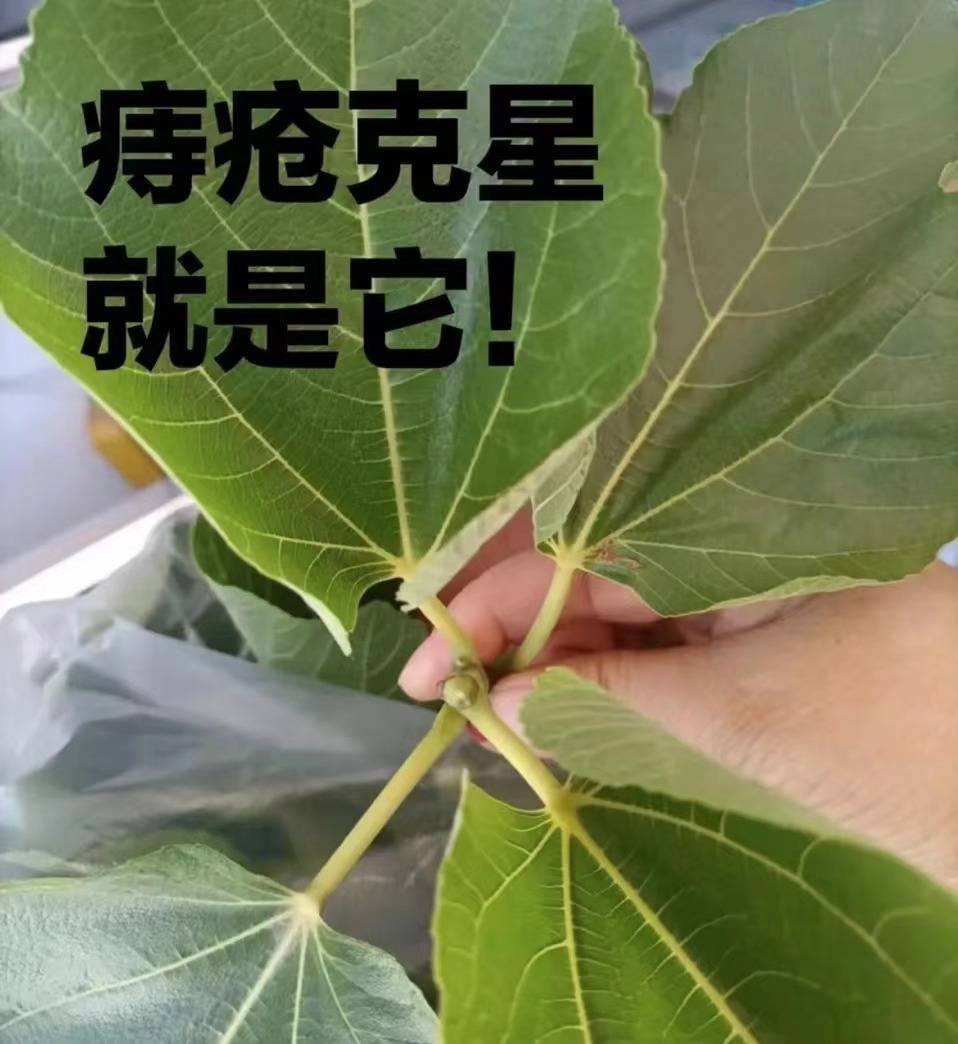 裕坤堂痔疮凝胶这款凝胶的主要功效在于止血和缩小痔疮肉球,非常适合