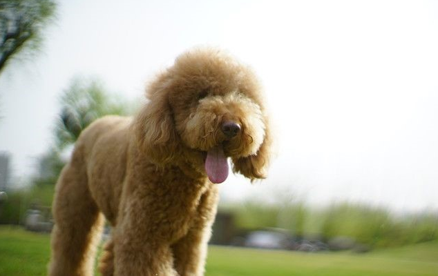 原创巨犬泰迪对女主人撒娇求抱抱女主人上辈子欠这条狗子的