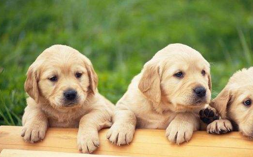 体型高大可当马骑,一生只认一个主人_高加索_牧羊犬_都会
