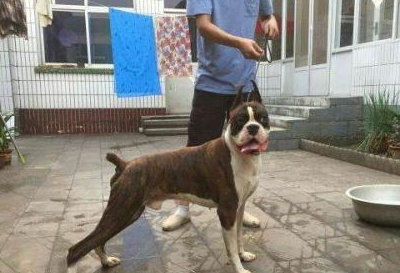 原创世界犬种介绍之德国拳师犬