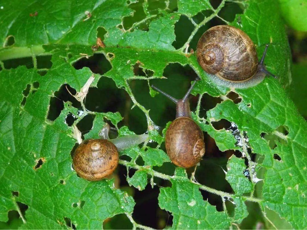 原创6种防治蜗牛鼻涕虫和细钻螺很有效的方法盆栽地栽植物都适用