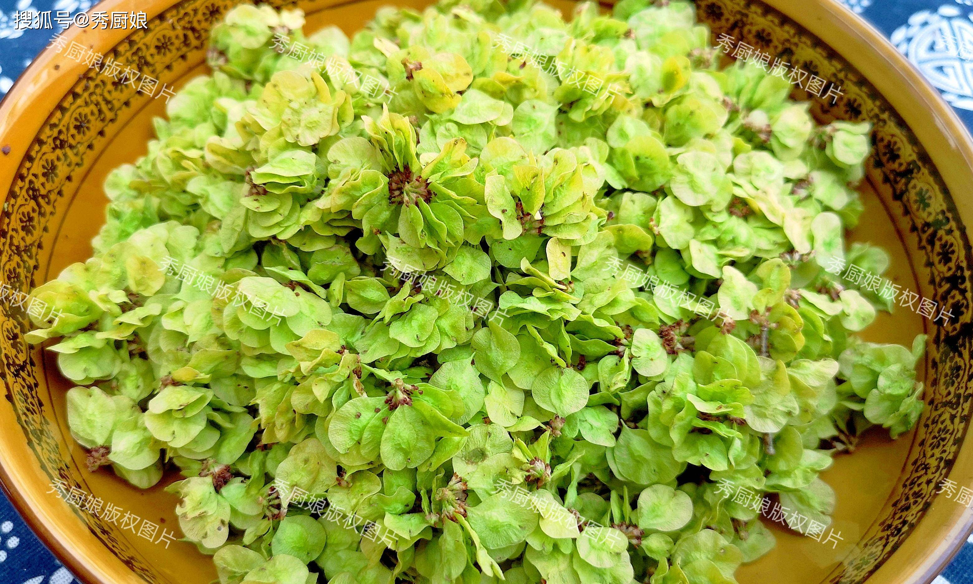 这两道美味的榆树钱菜肴,不仅味道鲜美,而且简单易做,适合家庭日常