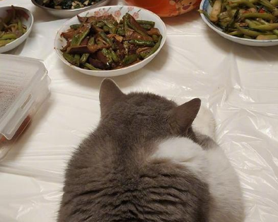 原创主人做一桌菜肥猫呆坐表情却出卖了它喵你们良心不会痛吗