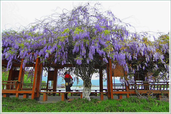 苏州这些地方可以赏紫藤花→_公园_景区_紫色