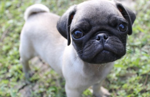 哈巴狗的呼吸问题,哈巴狗呼吸困难的原因_鼻子_小狗_品种