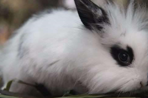 可爱的五种兔,猫猫兔只要十块钱,第一竟头上有"翅膀"_top_垂耳兔_毛发