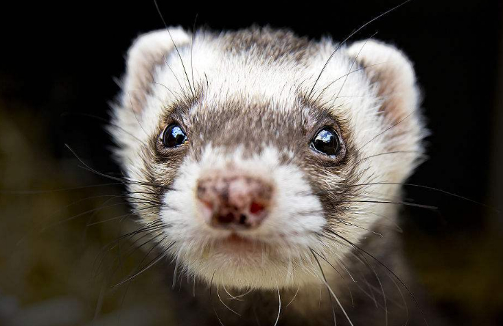 原创原来雪貂在成为宠物前还有这样的功能