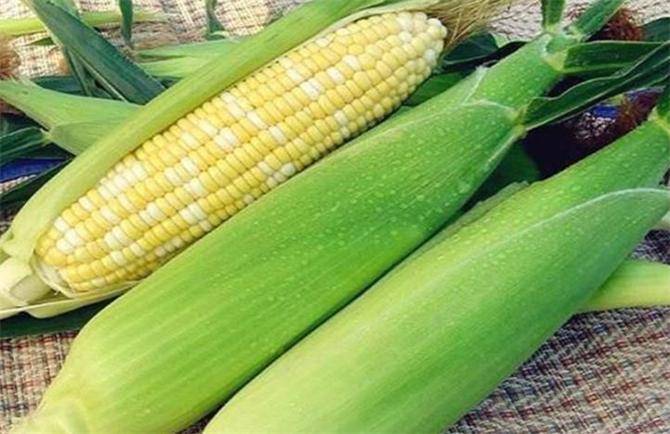 原创新鲜玉米原来要这样储存学会这个方法一年都能吃上新鲜玉米