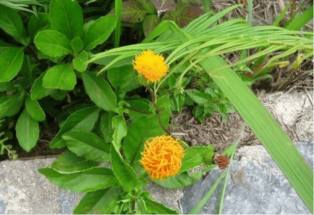 风湿关节痛,崩漏;外用治跌打损伤,骨折,外伤出血,乳腺炎,疮疡疔肿,烧