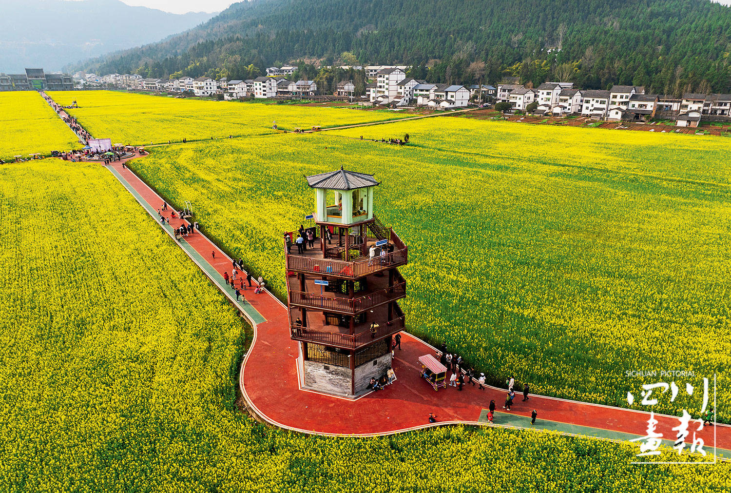 春意盎然,草木萌发,平昌县白衣镇的千亩油菜花海,进入了一年中最令人