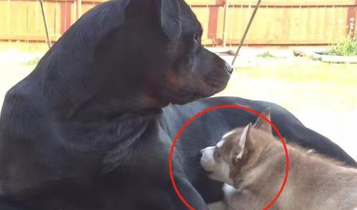 原创小二哈错认罗威纳当妈埋头吃奶让主人哭笑不得网友这是纯的