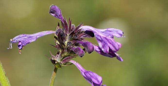 后要养的福气花,今年春季福气满满,讨个吉利福气加倍_部分_紫色_我国