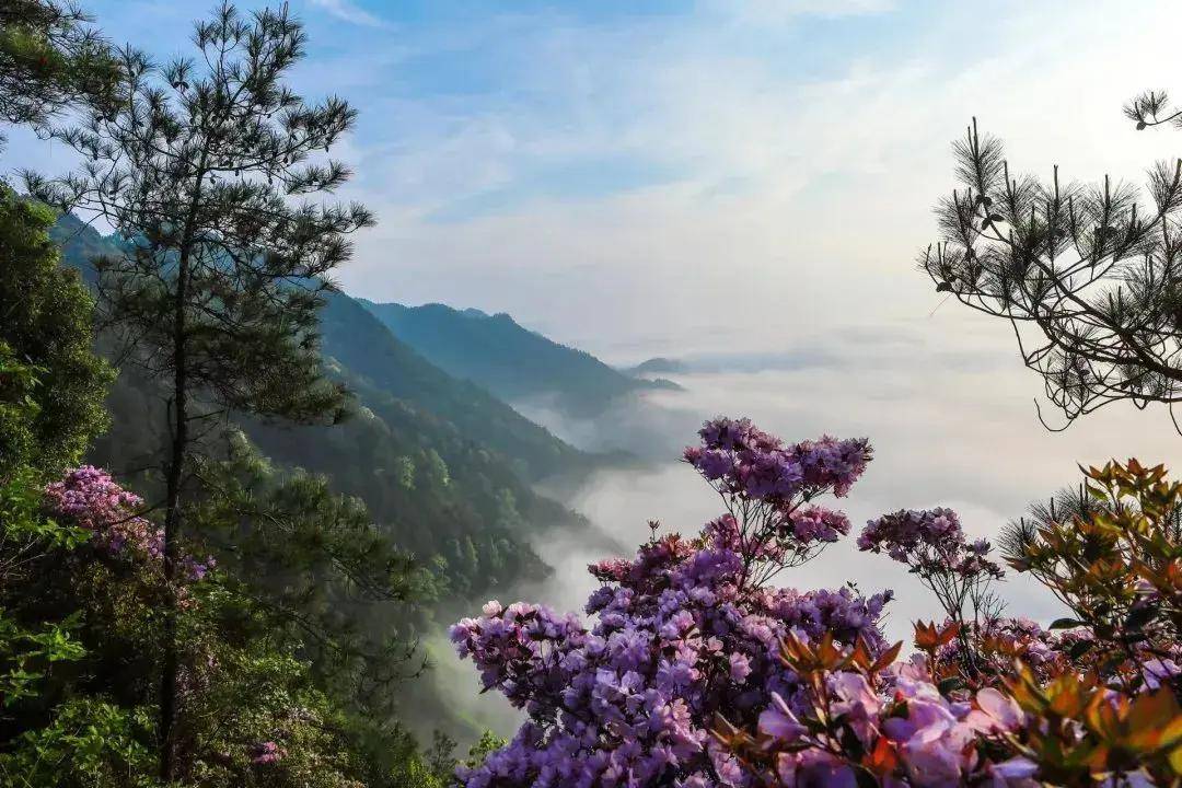 宝鼎_海拔_漫山遍野