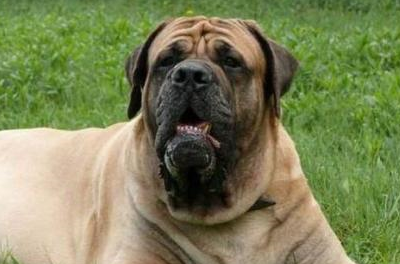 不过相比于喜欢挑事性情暴躁的比特犬,马士提夫犬算是一种很安静的