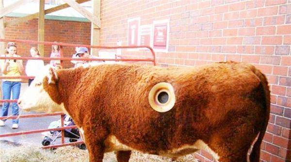 原创为啥要在奶牛身上挖个洞还经常用手去掏难道它们都不会痛吗