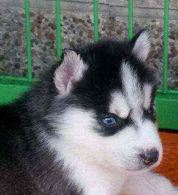 哈士奇带回家里喂养了起来,自从这只小二哈来到家中,小奶狗的脑袋里面