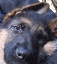 小时候的德牧一副呆萌的样子,时常会露出傻乎乎的表情,看起来还是有