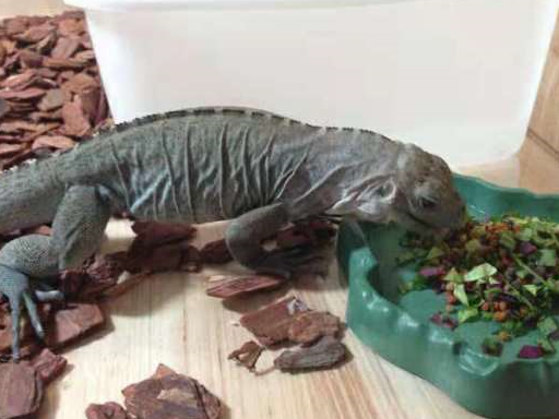 原创心疼一下自己宠物蜥蜴被熊孩子偷走还被熊家长给怼了