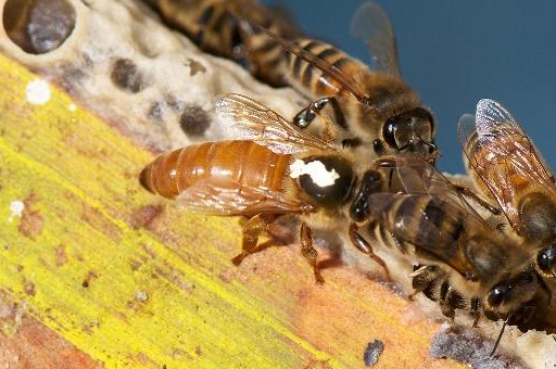 处女王最多能飞多远交尾?老蜂农给出这样的答案_雄蜂_距离_蜂王