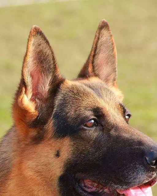 不够萌,没有金毛哈士奇那么有肉感,德牧长得太干练了,三个月以后驴脸