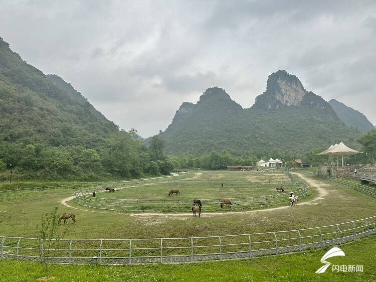 相约三月三浪漫广西行走进广西德保看小矮马如何带动大产业
