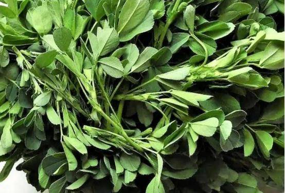 如果不差钱,春天要多吃这种野菜,不仅清热解毒,还能增强免疫力_金花菜