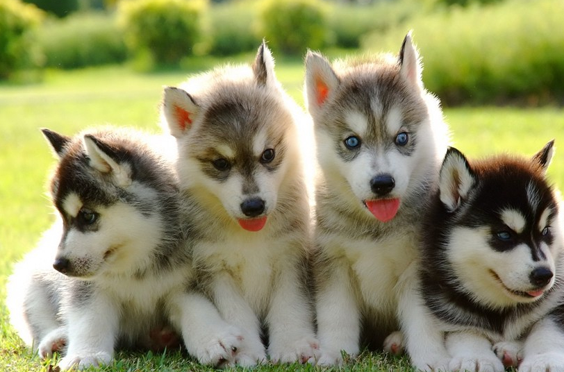 小二哈自已跑去上厕所,主人半天都没看见狗子回来,走近看笑喷了_哈士