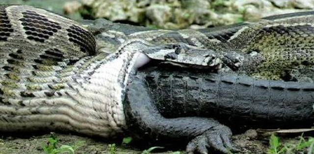 原创美国与缅甸蟒的战斗持续了30多年如今依旧被折磨