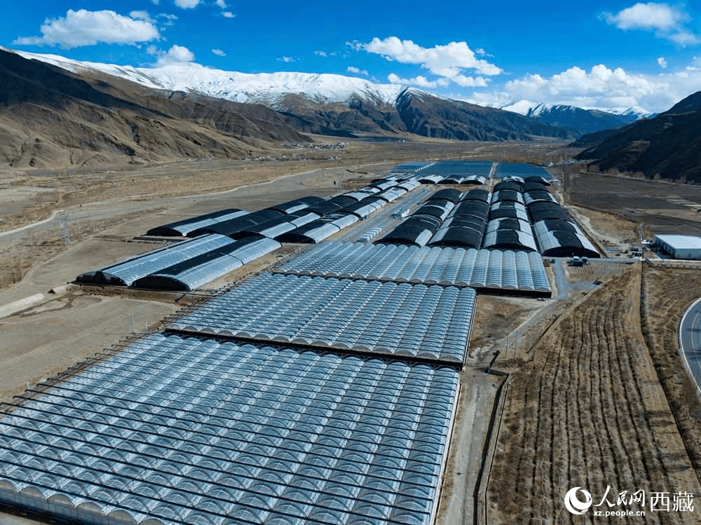 近年来,西藏自治区山南市琼结县全力打造智慧大棚种植,大力提高土地产