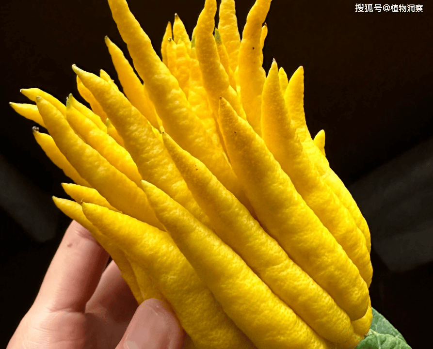 佛手柑,又称佛手,五指柑,有4大作用,价值极高,农民朋友要了解!