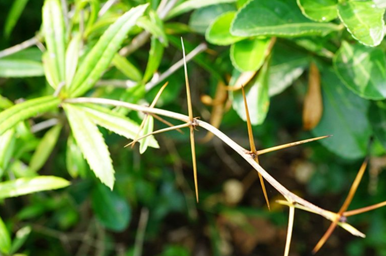 原创它是农村一大害树浑身是刺农民见到就砍有人却把它当摇钱树