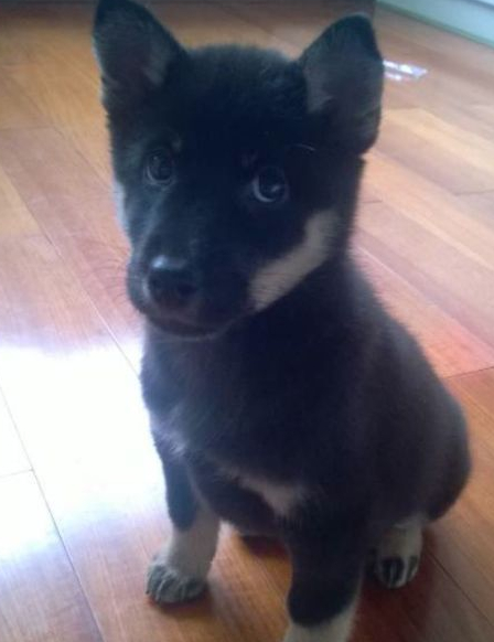 边一动不动,小孩子不懂事我只管欺负它,总是甩它的尾巴让它着急的叫唤